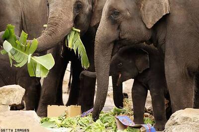 Bangalore: 'Squatting' jumbo herd halts trekking