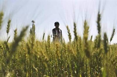  Maharashtra: Yavatmal collector summoned over farmer suicides