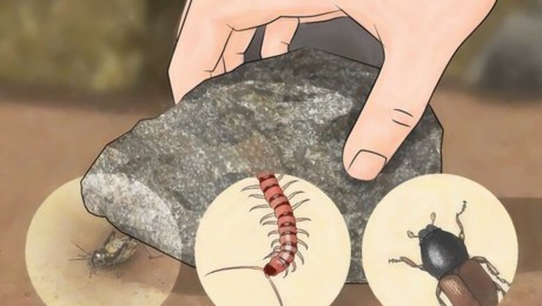 How to Eat an Insect or Arachnid