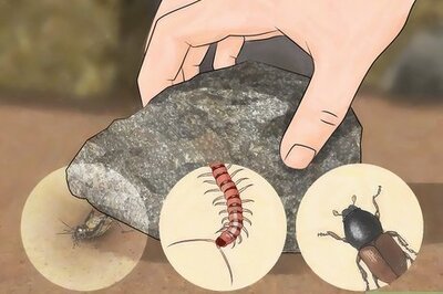 How to Eat an Insect or Arachnid