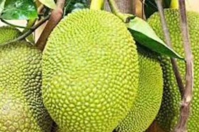 Four Jackfruit Varieties From Karnataka Registered Under PPFRA