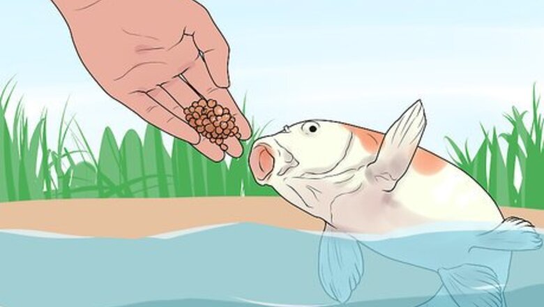 How to Hand Feed a Fish