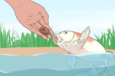 How to Hand Feed a Fish