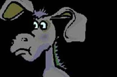 Donkeys ordered to wear diapers in Egypt