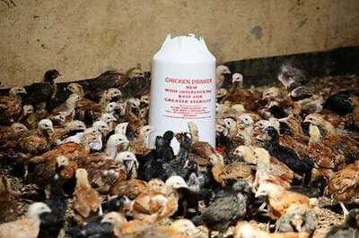 Chickens Roost In Kenya's Empty Classrooms Amid COVID-19 Shutdown