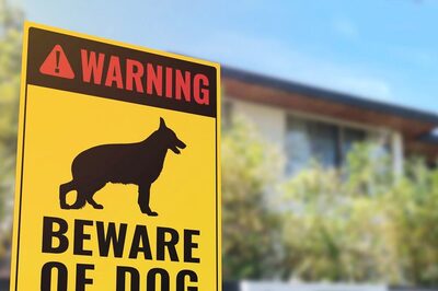 Stray Dog Encounter? Here are 7 Ways to Keep Yourself Safe