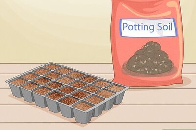 How to Grow and Process Tobacco