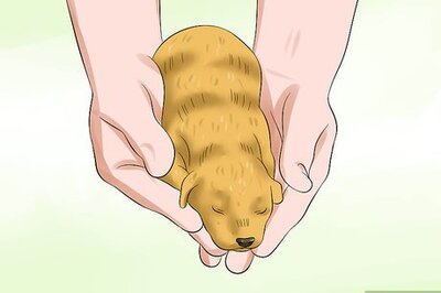 How to Determine the Sex of Puppies
