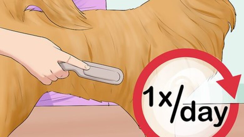 How to Control Shedding (Dogs)