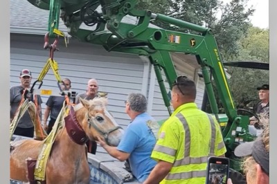 Viral Video: Firefighters Rescue Horse Stuck In Swimming Pool