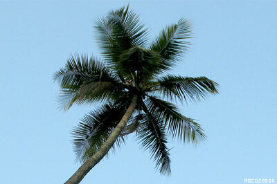 Machines still unable to conquer the coconut tree