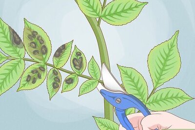 How to Deal with Black Spot Leaf Disease