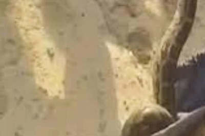 Villagers Find 10-Foot Python Near Subarnarekha River In Bengal's Jhargram