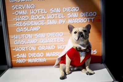 Tiny Bulldog manages to chase 2 bears out of her garden in US