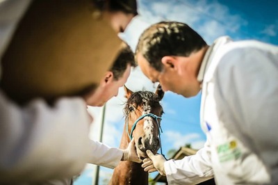 Haryana Govt Issues Advisory to Curb Spread of Glanders Disease