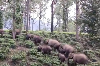 Heartwarming Video Shows Elephant Family’s Annual Migration In The Nilgiris