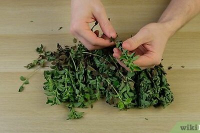 How to Dry Oregano