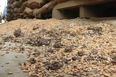 New GM rice can cut greenhouse emission: Scientists