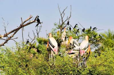 Spectacular Bird-Watching Sites In India That Are Must-Visit For Ornithophiles