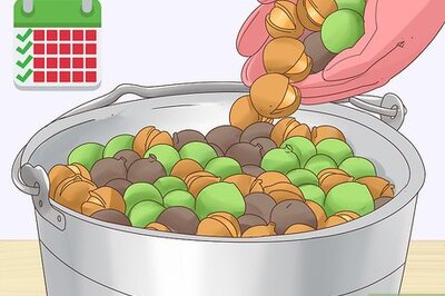 How to Harvest Macadamia Nuts