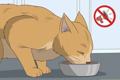 How to Choose the Right Place to Feed Your Cat