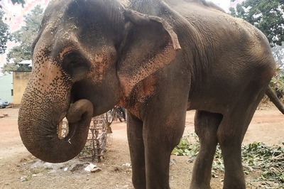 As Volunteers Pool Efforts to Save Ailing Captive Elephant, MP Authorities in Deep Slumber