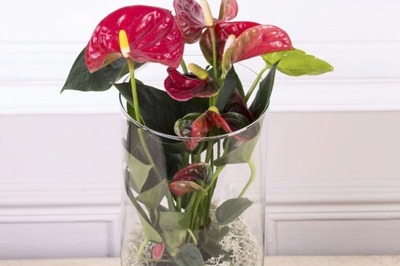 A Breath of Fresh Air: Air-purifying Houseplant Anthurium