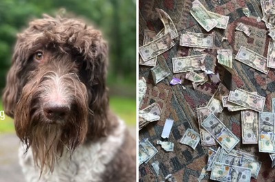 Dog Chews Up Rs 3 Lakh Of Couple's Cash; Here's How They Got It Back