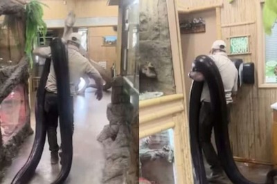 Video Of Man Carrying A Giant Python On His Shoulder Viral