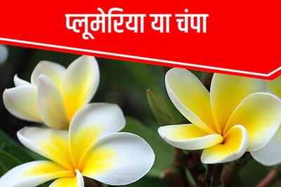 Decorate Your Balcony With These Aromatic Flowers for Fresh and Sweet Atmosphere