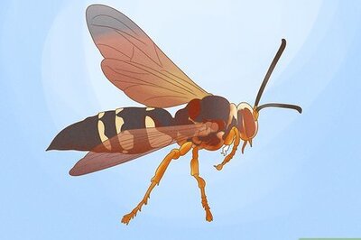 How to Get Rid of Ground Digger Wasps (Cicada Killers) from Your Lawn
