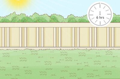 How to Grow Black Beans