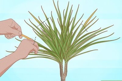 How to Prune Dracaena