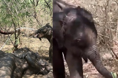 This Story Of An Ailing Elephant And Her Calf Will Move You To Tears