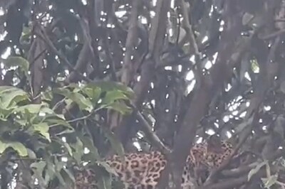 WATCH: Leopard Stuck On Tree Rescued After 8 Hours Of Struggle in This Old Clip