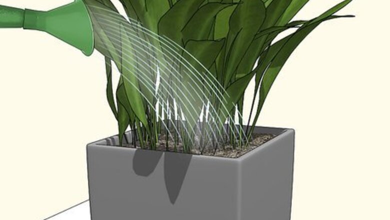 How to Prevent Spider Mites on Houseplants
