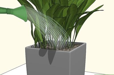 How to Prevent Spider Mites on Houseplants