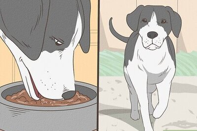How to Help Your Dog Grieve When Your Other Dog Dies