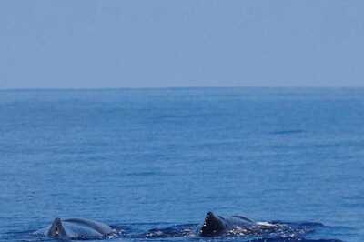 Indian Ocean Warming Threatens Severe Cyclones, Heavy Rainfall And Marine Ecosystems: Study