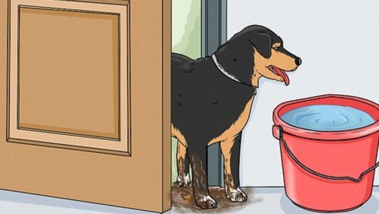 How to Wash a Dog's Paws