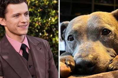 Tom Holland Remembers Late Dog Tessa: 'Missing My Lady'