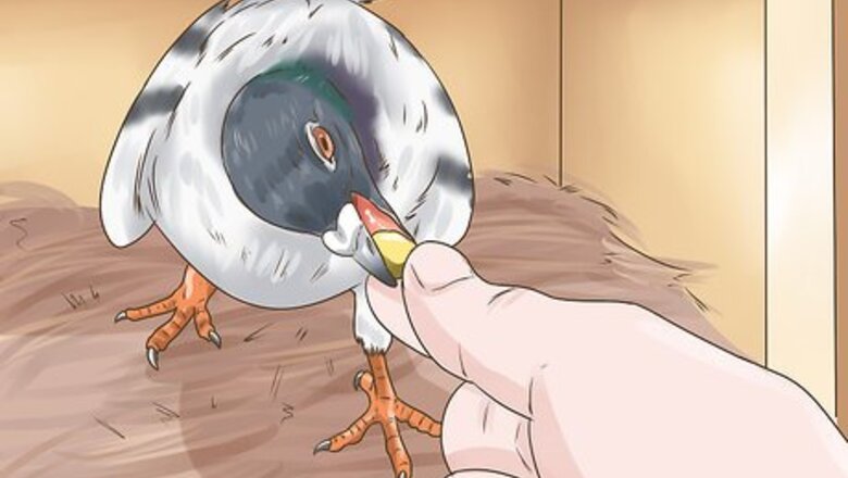 How to Use the Widowhood System to Train Homing Pigeons