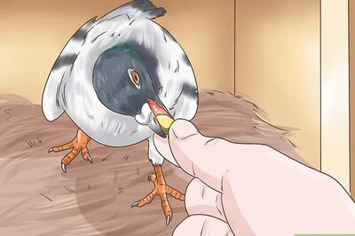 How to Use the Widowhood System to Train Homing Pigeons