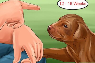 How to Introduce Training to a New Puppy