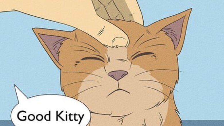 How to Bathe Your Cat With a Damp Towel