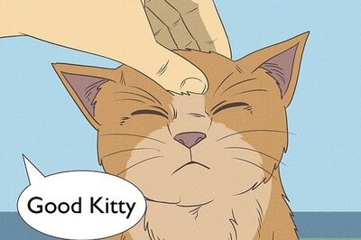 How to Bathe Your Cat With a Damp Towel