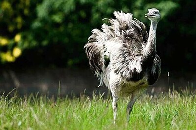 Rhea birds, American crocodiles at Delhi zoo