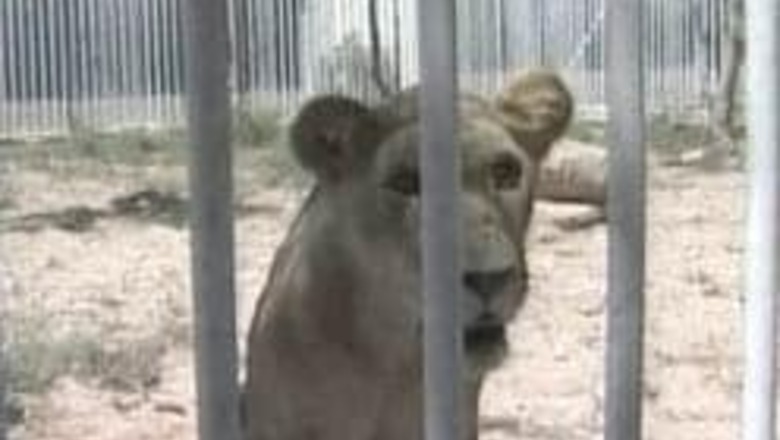 Hamas returns kidnapped lioness to zoo in Gaza