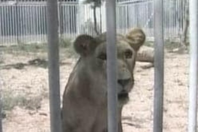 Hamas returns kidnapped lioness to zoo in Gaza