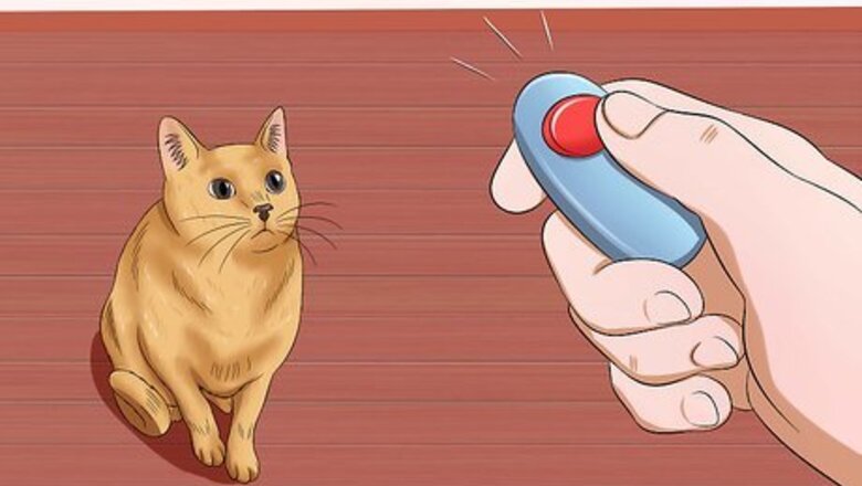 How to Get Your Cat to Stand Up